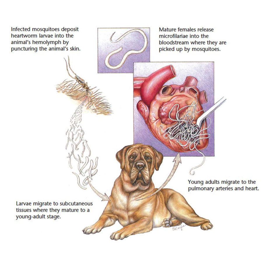 heartworm-life-cycle-vet-medicine-heartworm-disease-heartworm