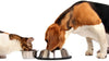Is your Pet a Fussy Eater ……..