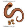 Hookworms
