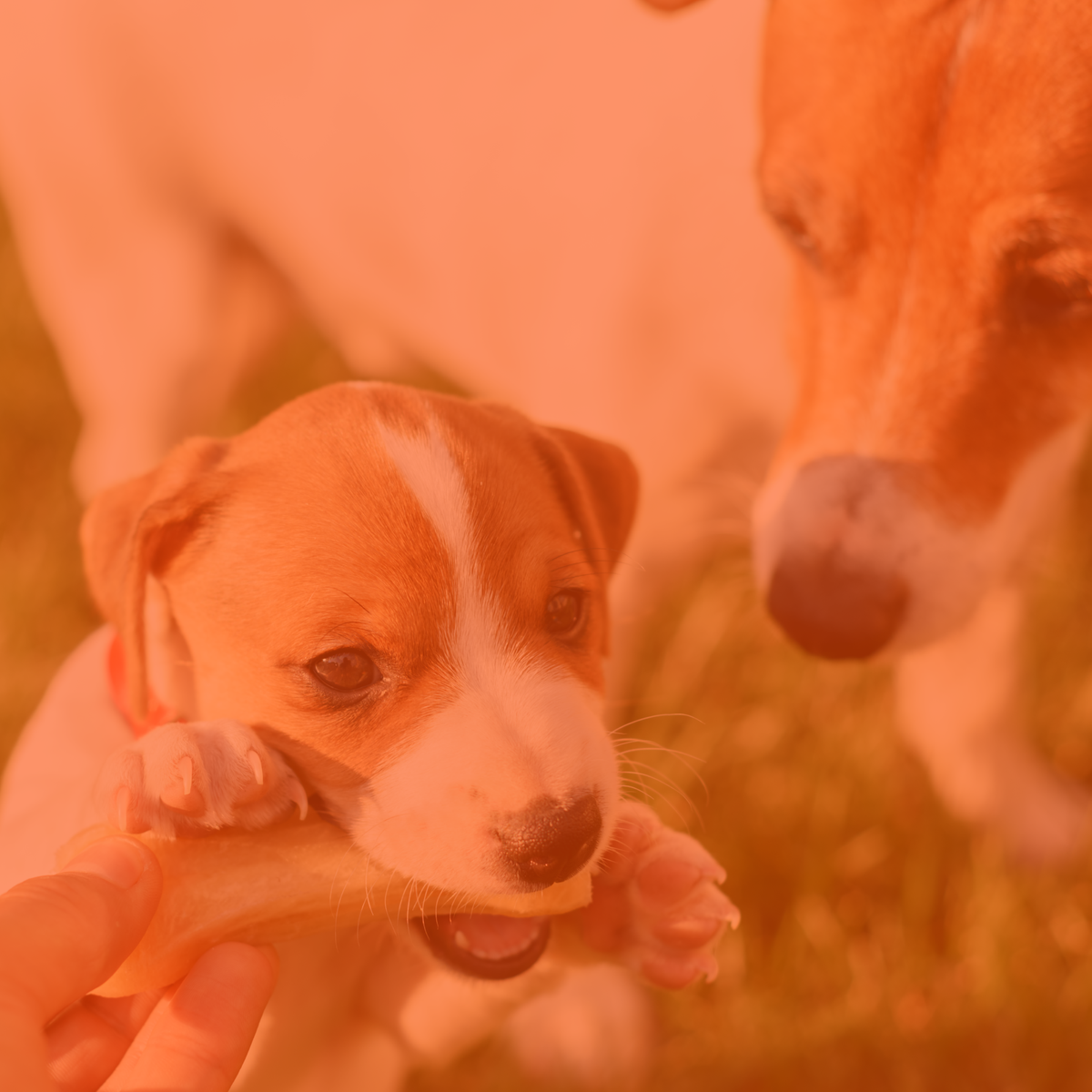 raw-dog-bones-best-meaty-bones-for-dogs